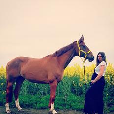 Dansk Varmblod Nørremøllehøj's laika