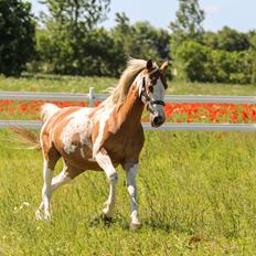 Pinto Vognbjerg's jasmin