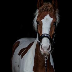 Pinto Trædholm's Chesterfield