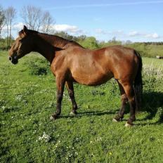 Dansk Varmblod Felicity R.i.p den smukkeste stjerne på himlen