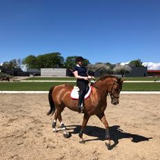 Dansk Varmblod Kærholms Sauer