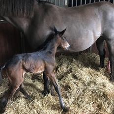 Anden særlig race Cera Bella