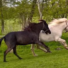 Amerikansk Miniature Godts Magic Diamond In The Sky