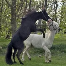 Amerikansk Miniature Godts Magic Diamond In The Sky