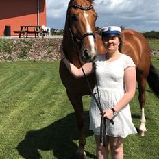 Dansk Varmblod Kærholms Sauer