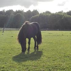 Anden særlig race Avalon