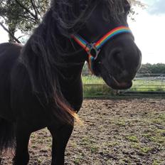 Anden særlig race Avalon