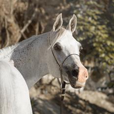 Arabisk fuldblod (OX) Ho-Cosmo