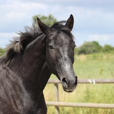 Oldenborg Cher de frei M.A.T.C.H