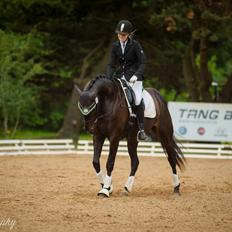 Dansk Varmblod Curly Ladegaard <3