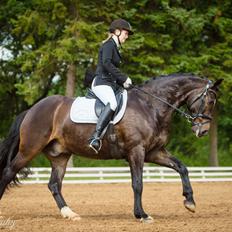 Dansk Varmblod Mosegårdens Diamando <3