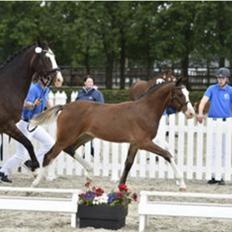 Dansk Varmblod Rosenlunds St Gloriana