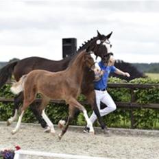 Dansk Varmblod Rosenlunds St Gloriana