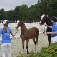 Dansk Varmblod Rosenlunds St Gloriana