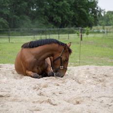 Anden særlig race NUIT D'HIVER FELIX