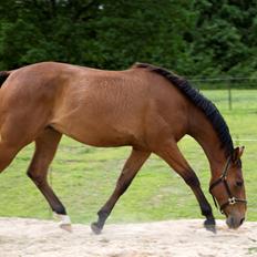 Anden særlig race NUIT D'HIVER FELIX