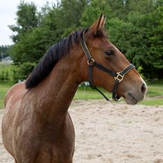 Anden særlig race NUIT D'HIVER FELIX