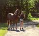 Welsh Cob (sec D) De Busies Pretty Floyd