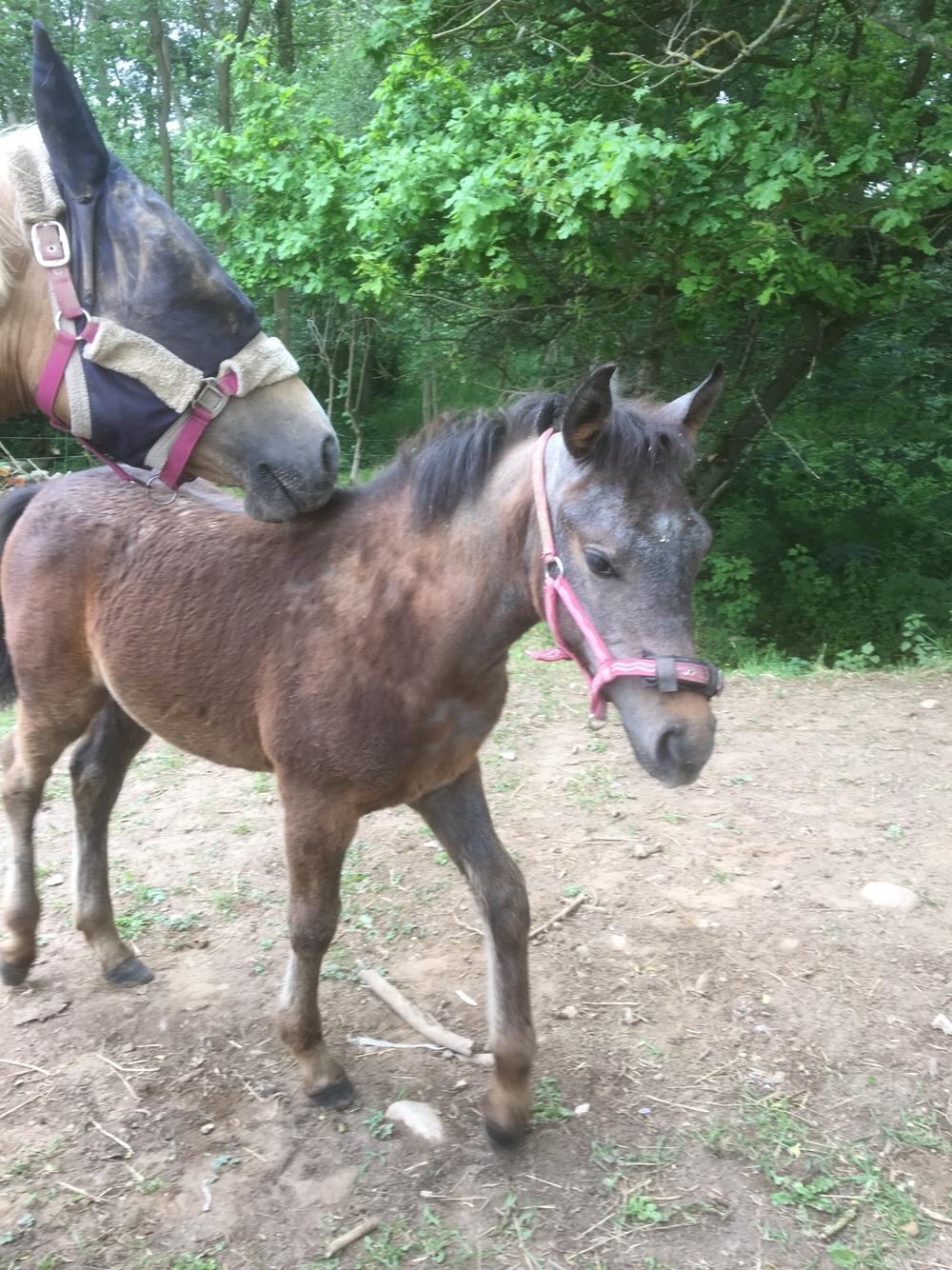 Anden særlig race Anyskas Adina billede 8