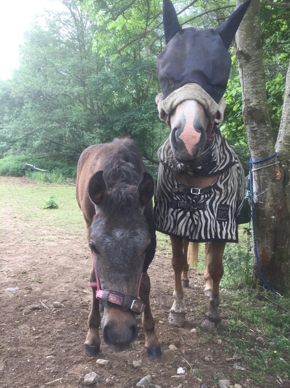 Anden særlig race Anyskas Adina billede 9