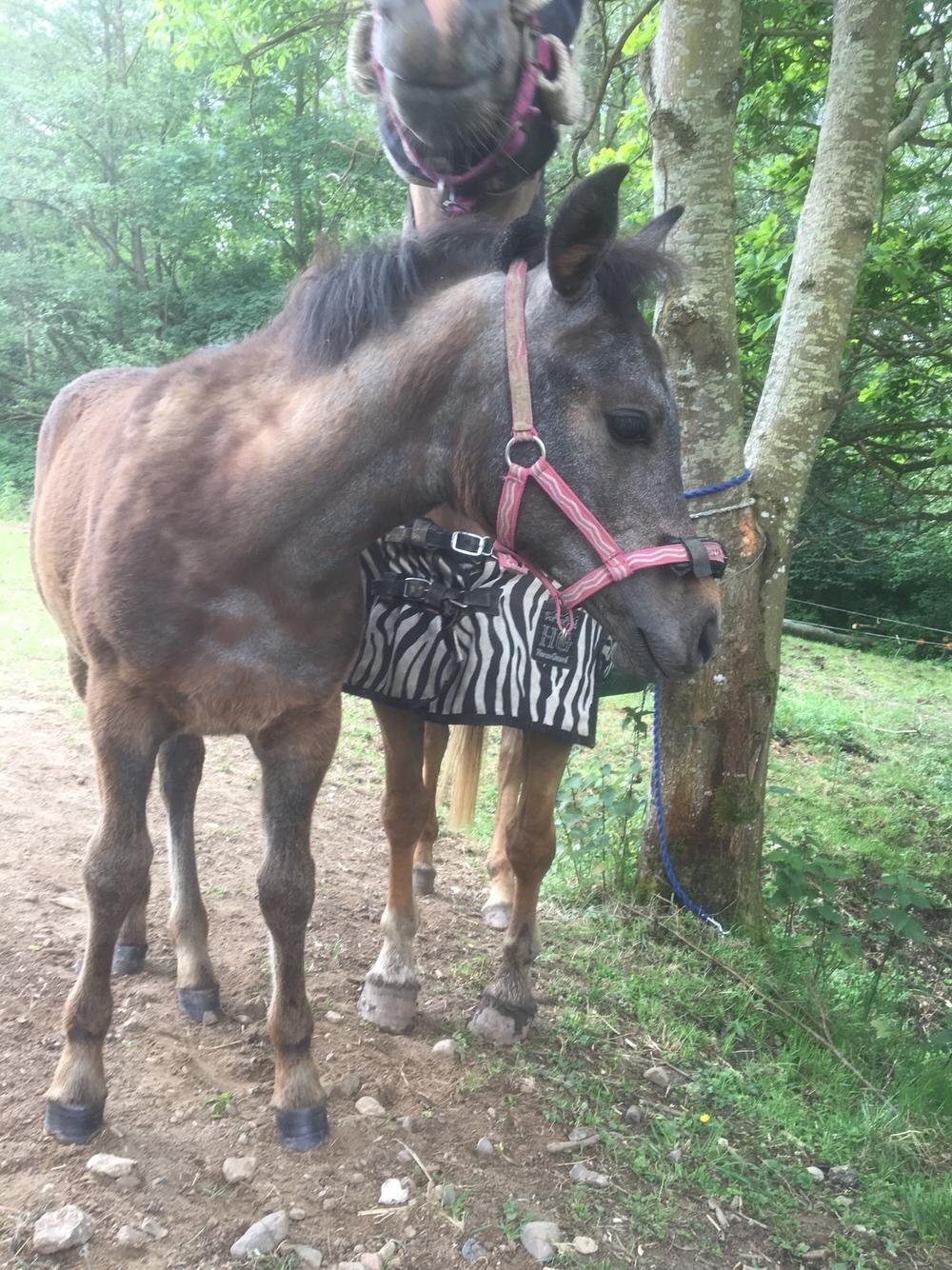 Anden særlig race Anyskas Adina billede 10