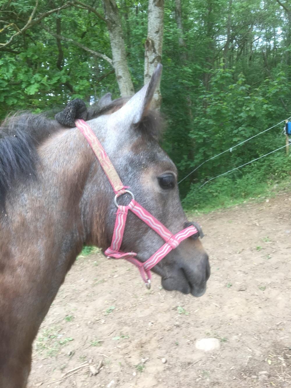 Anden særlig race Anyskas Adina billede 12