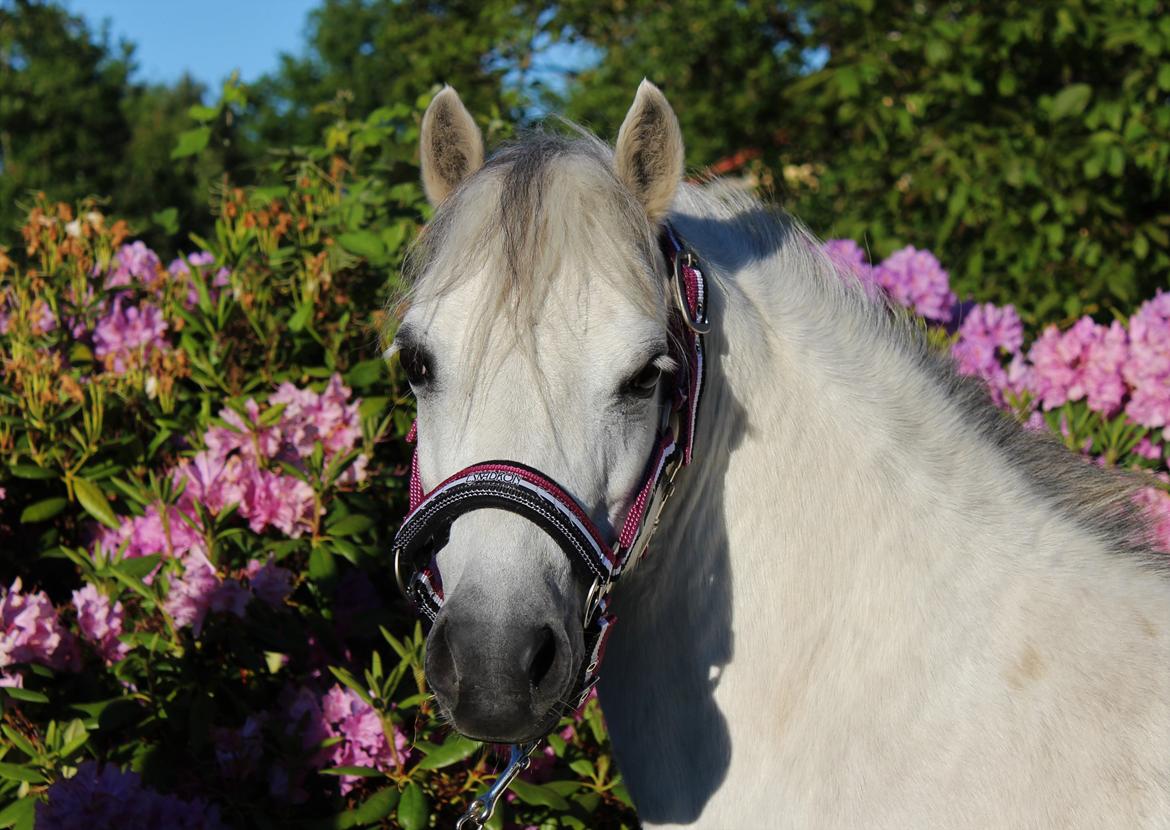 Welsh Mountain (sec A) Friarly flowermaid - 5. Juni 2017 billede 4