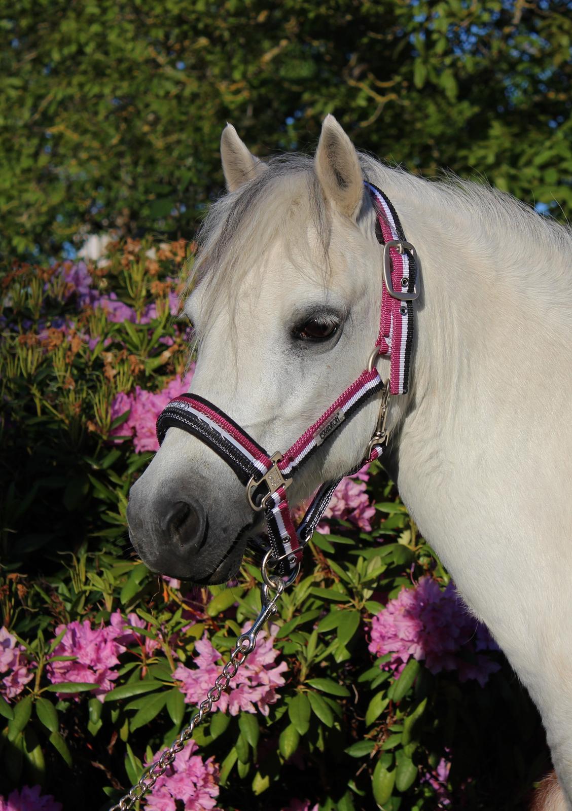 Welsh Mountain (sec A) Friarly flowermaid billede 5