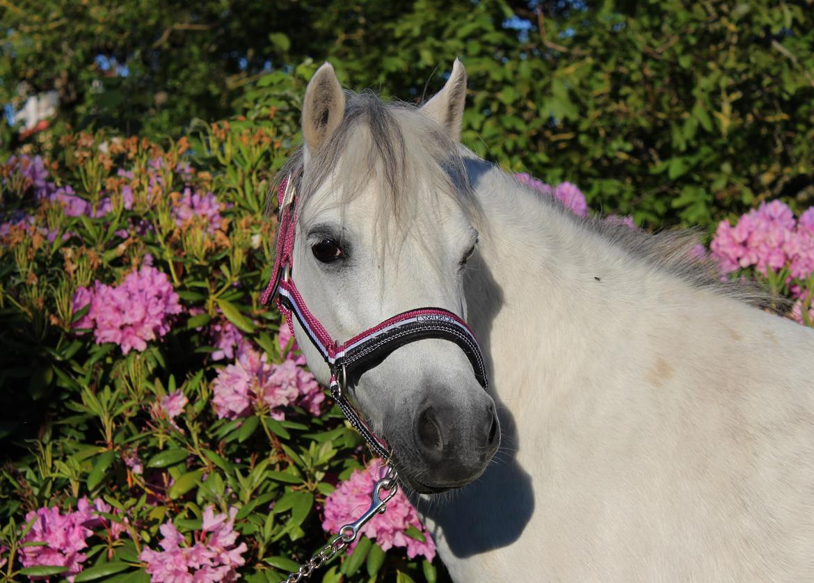 Welsh Mountain (sec A) Friarly flowermaid billede 6