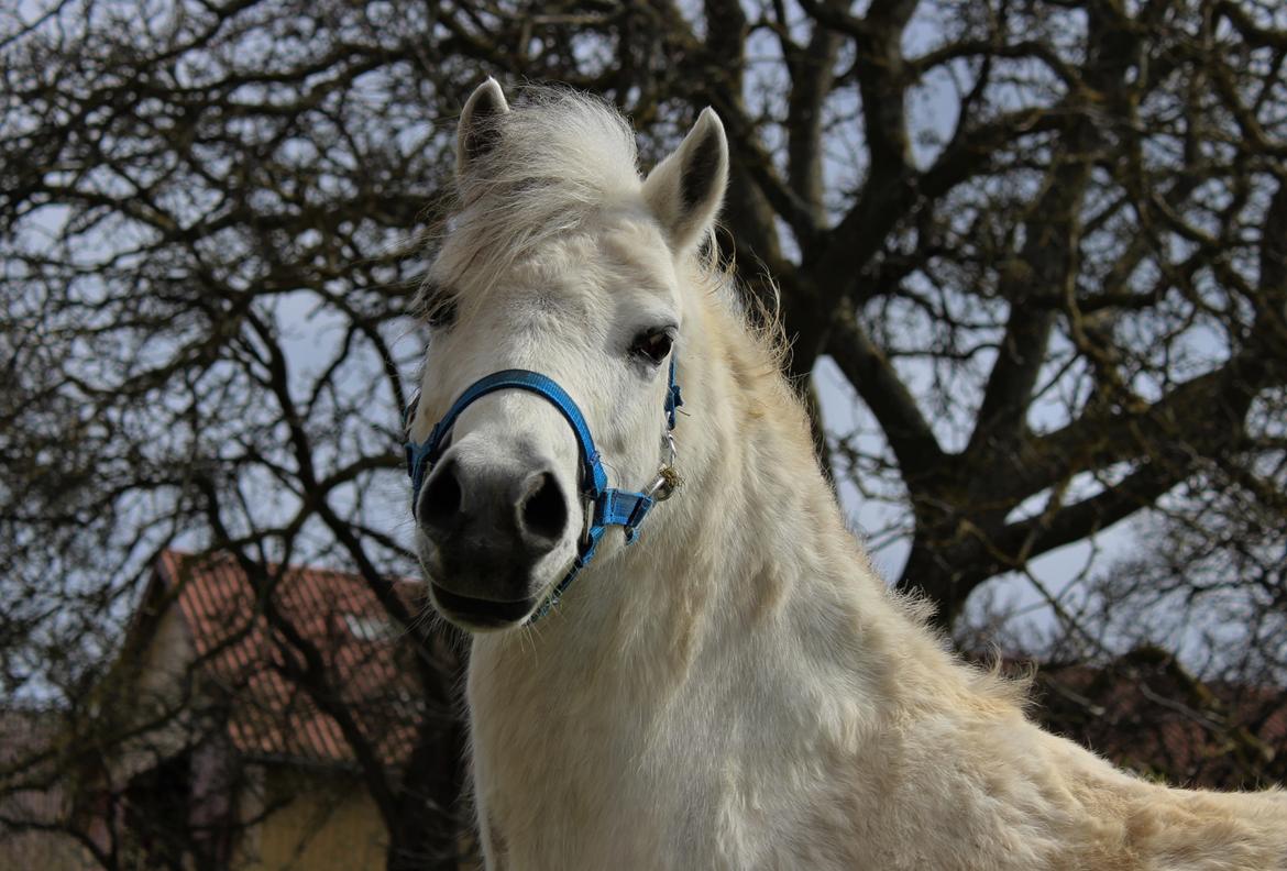 Welsh Mountain (sec A) Friarly flowermaid - Kort efter jeg fik hende hjem =) billede 8