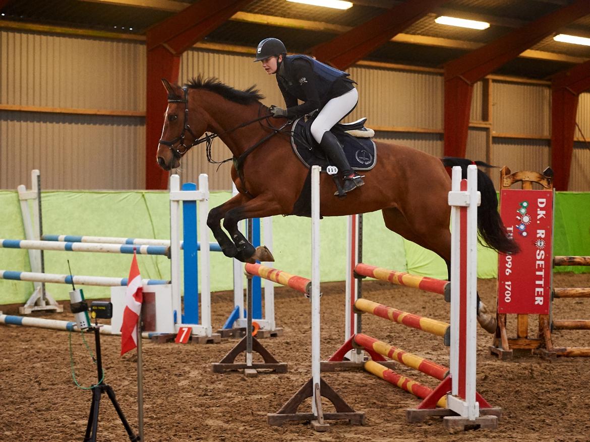Dansk Varmblod Bjerresmindes Fiona billede 6