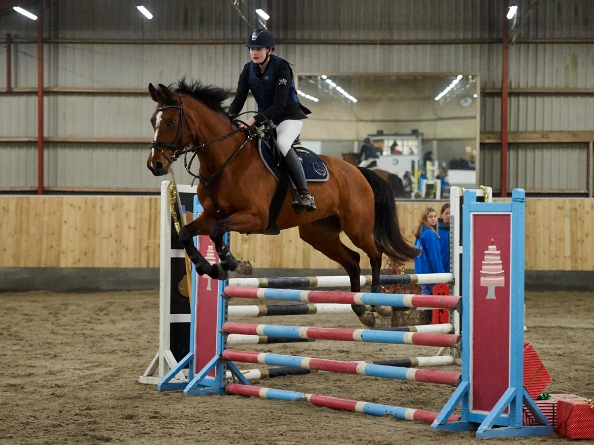 Dansk Varmblod Bjerresmindes Fiona billede 4