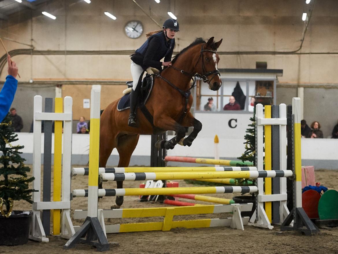 Dansk Varmblod Bjerresmindes Fiona billede 9