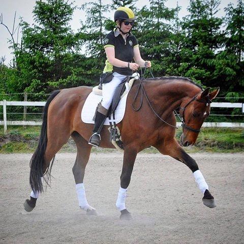 Dansk Varmblod Cato Soleil billede 2