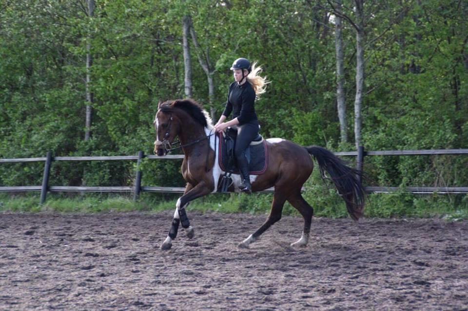 Pinto Irish Dancer  billede 3