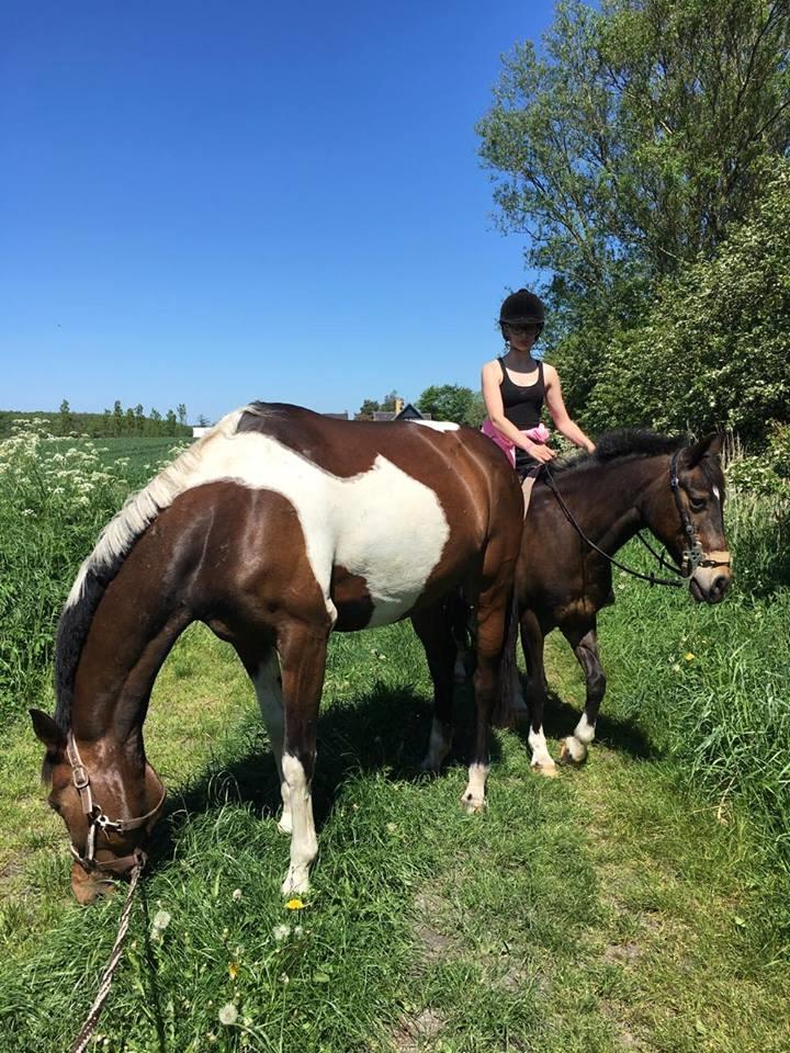 Pinto Irish Dancer  billede 10