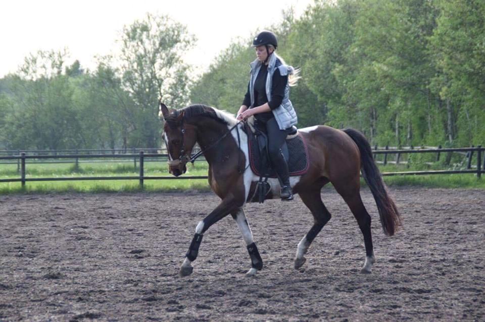 Pinto Irish Dancer  billede 15