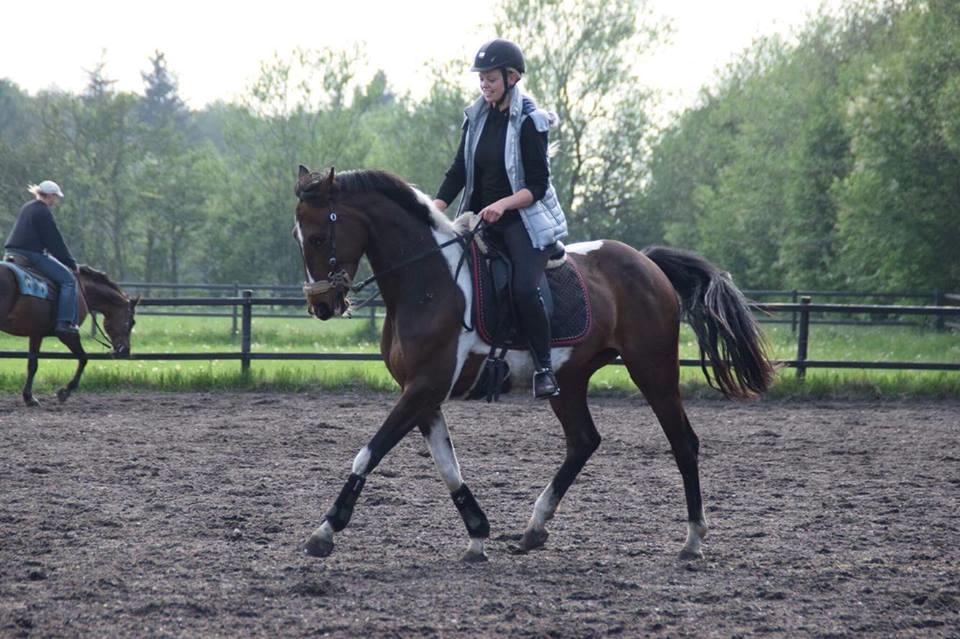 Pinto Irish Dancer  billede 2