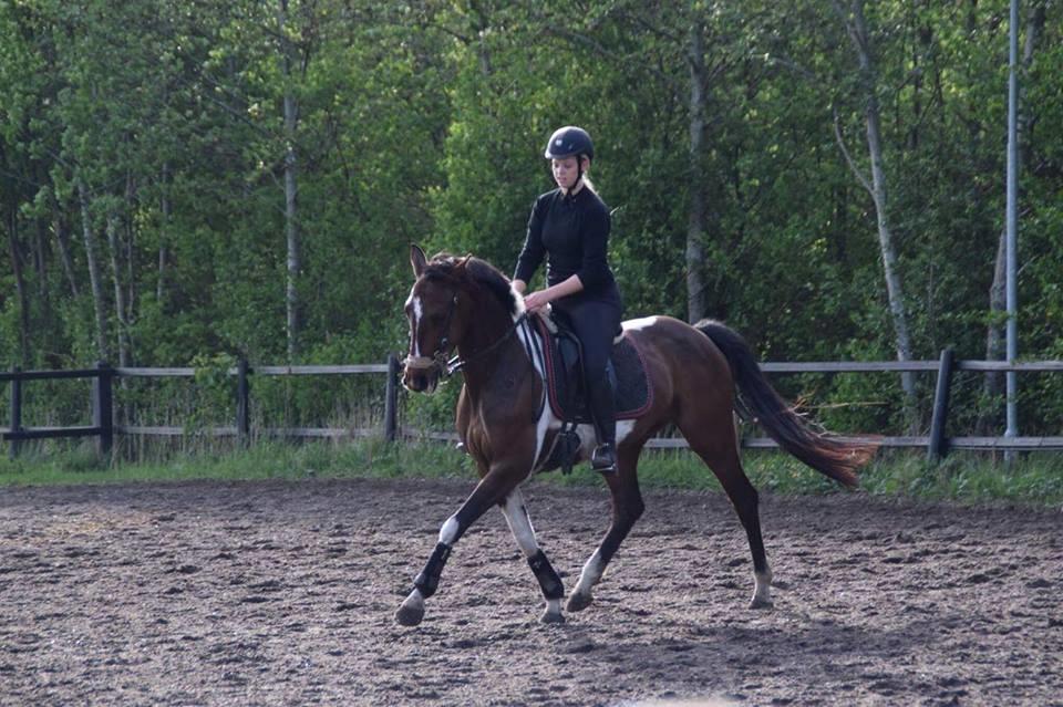 Pinto Irish Dancer  billede 16