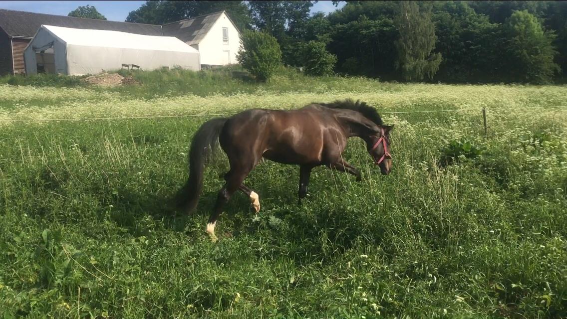 Dansk Varmblod Holtegårdens penny lane billede 12