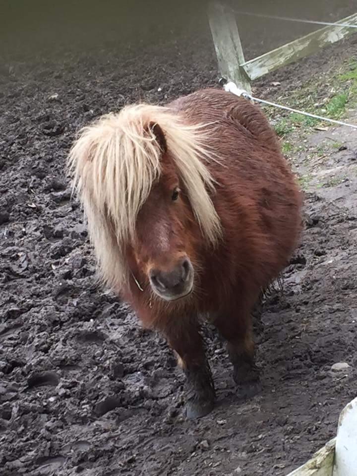 Shetlænder Wara solgt  billede 1