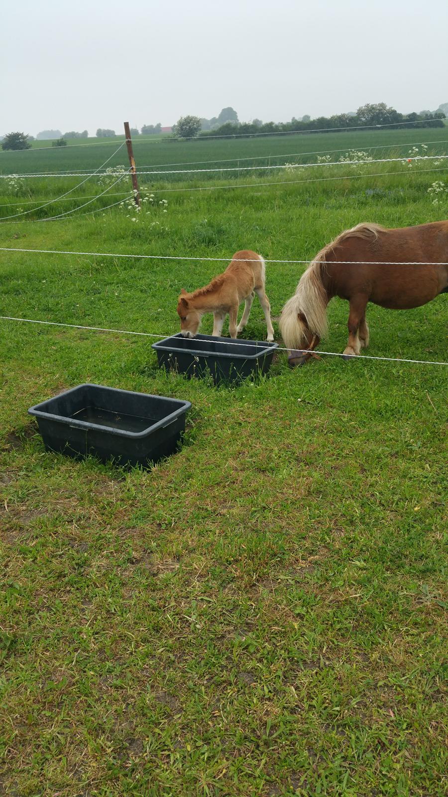 Shetlænder Wara solgt  billede 2
