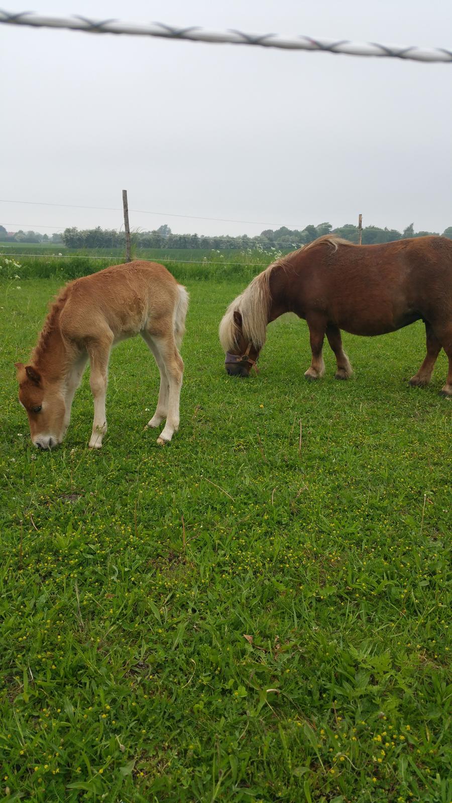 Shetlænder Wara solgt  billede 3