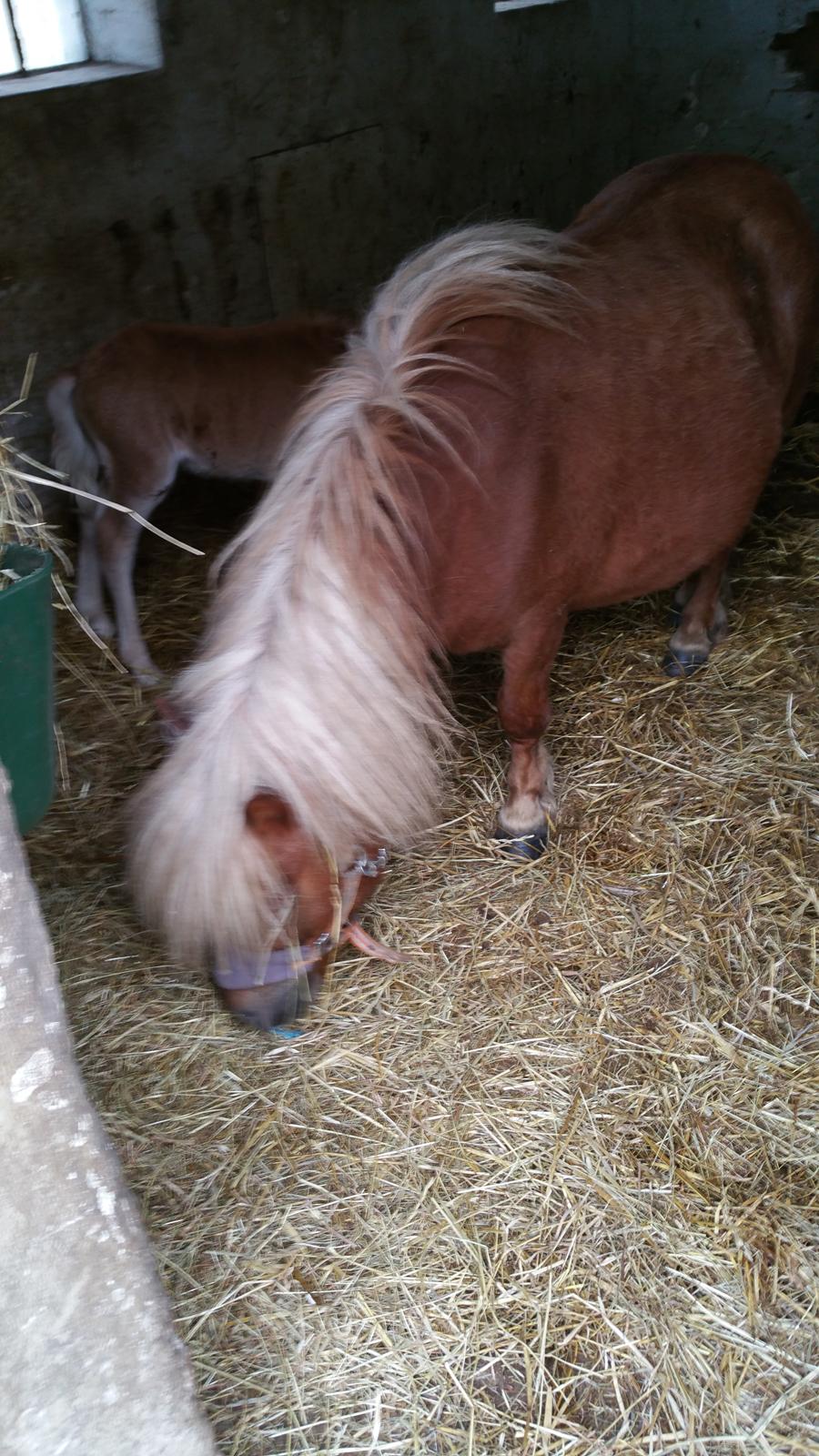 Shetlænder Wara solgt  billede 4