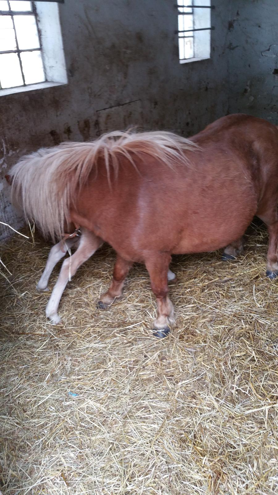 Shetlænder Wara solgt  billede 5