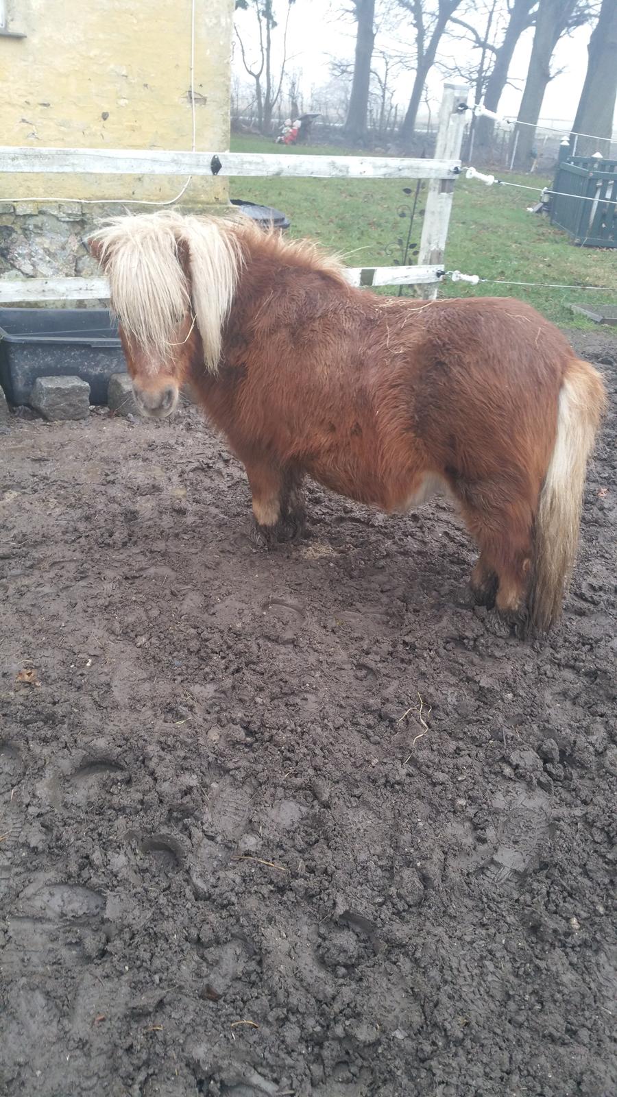 Shetlænder Wara solgt  billede 6