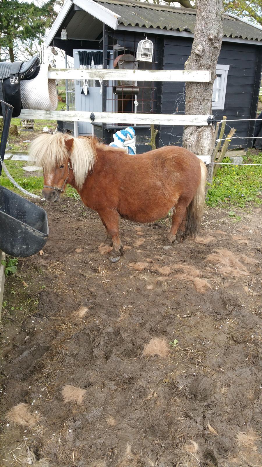 Shetlænder Wara solgt  billede 7