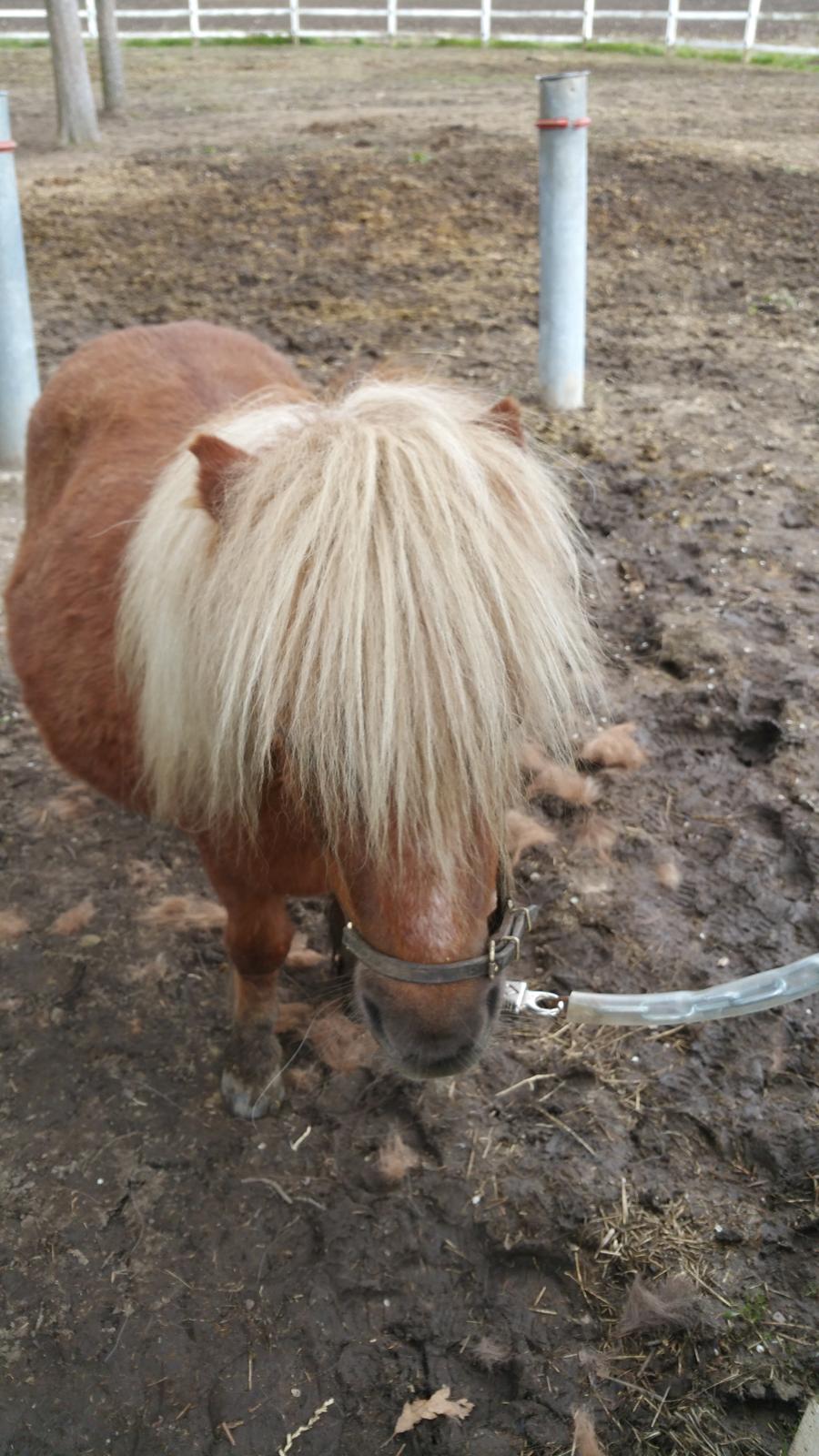 Shetlænder Wara solgt  billede 8