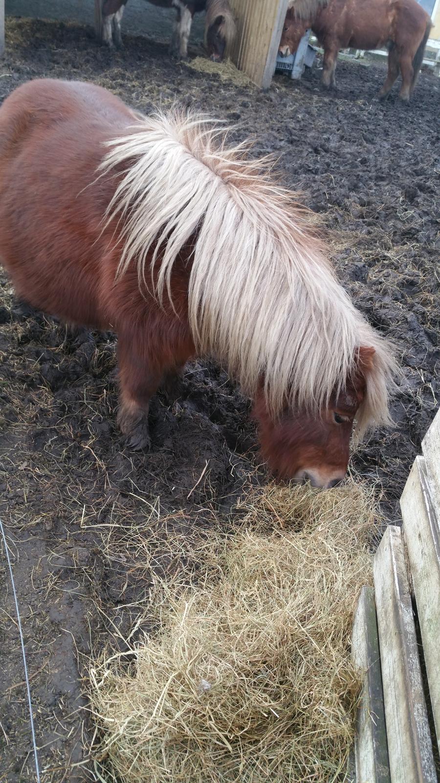 Shetlænder Wara solgt  billede 9