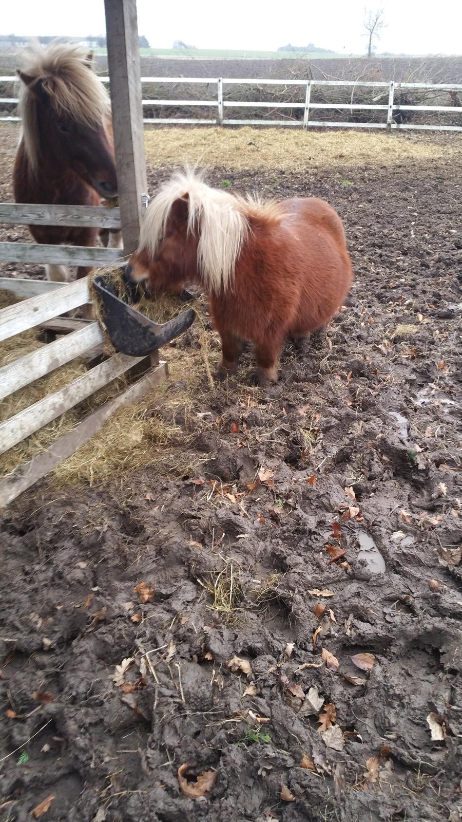 Shetlænder Wara solgt  billede 10